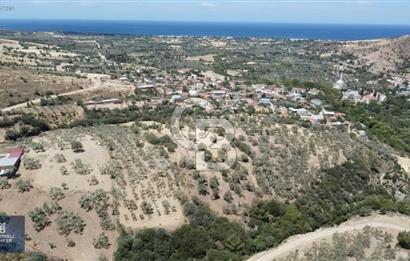 ÇANAKKALE AYVACIK KÖSEDERE KÖYÜ'NDE DENİZ MANZARALI ZEYTİNLİK