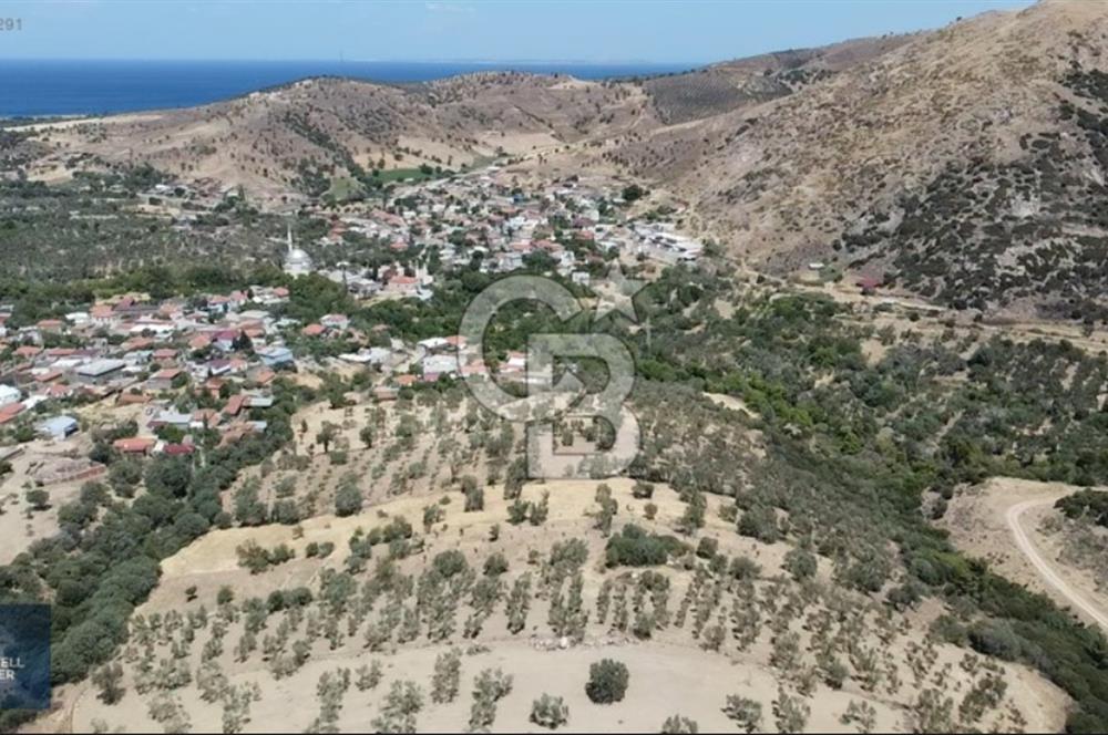 ÇANAKKALE AYVACIK KÖSEDERE KÖYÜ'NDE DENİZ MANZARALI ZEYTİNLİK