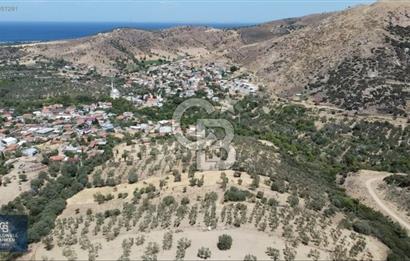 ÇANAKKALE AYVACIK KÖSEDERE KÖYÜ'NDE DENİZ MANZARALI ZEYTİNLİK
