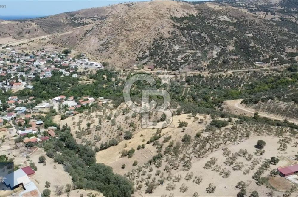 ÇANAKKALE AYVACIK KÖSEDERE KÖYÜ'NDE DENİZ MANZARALI ZEYTİNLİK