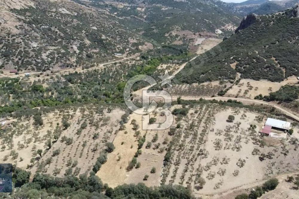 ÇANAKKALE AYVACIK KÖSEDERE KÖYÜ'NDE DENİZ MANZARALI ZEYTİNLİK