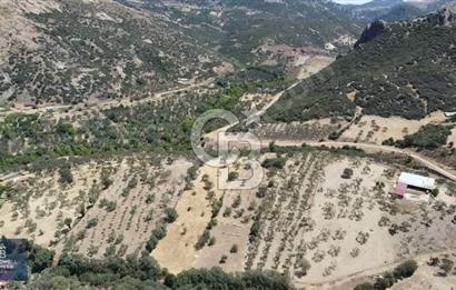 ÇANAKKALE AYVACIK KÖSEDERE KÖYÜ'NDE DENİZ MANZARALI ZEYTİNLİK