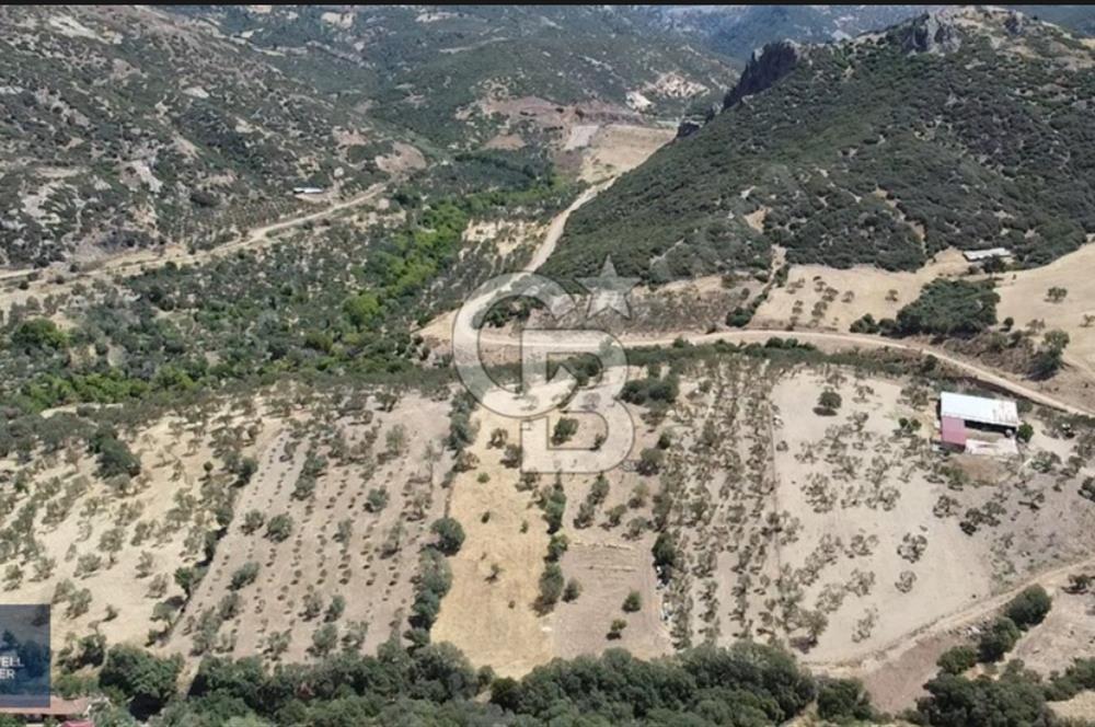 ÇANAKKALE AYVACIK KÖSEDERE KÖYÜ'NDE DENİZ MANZARALI ZEYTİNLİK