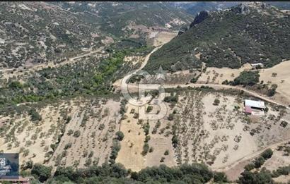 ÇANAKKALE AYVACIK KÖSEDERE KÖYÜ'NDE DENİZ MANZARALI ZEYTİNLİK