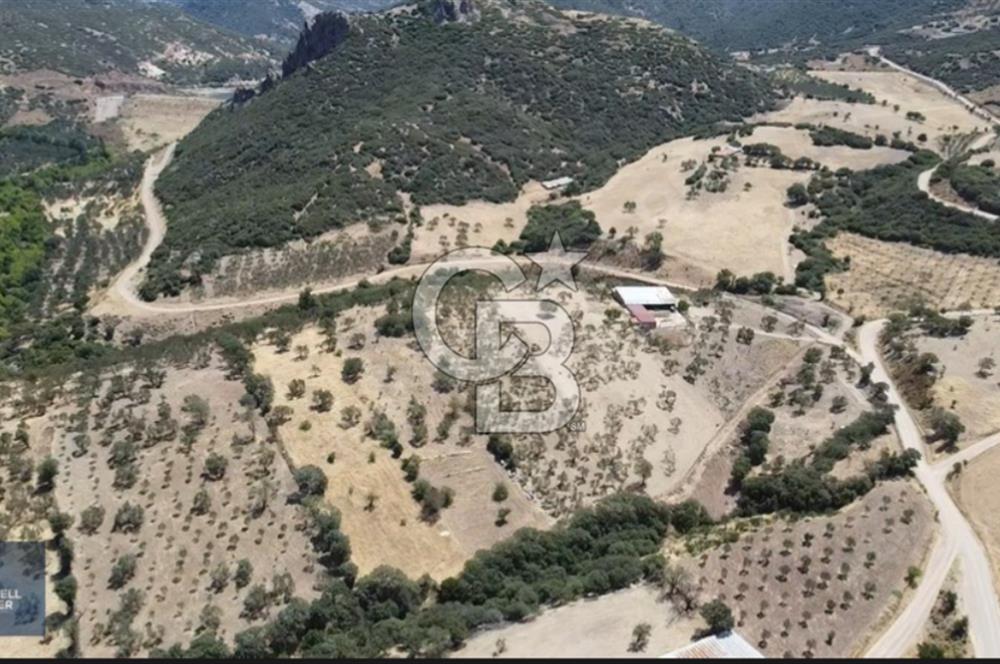 ÇANAKKALE AYVACIK KÖSEDERE KÖYÜ'NDE DENİZ MANZARALI ZEYTİNLİK