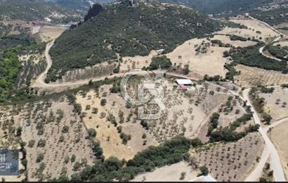 ÇANAKKALE AYVACIK KÖSEDERE KÖYÜ'NDE DENİZ MANZARALI ZEYTİNLİK