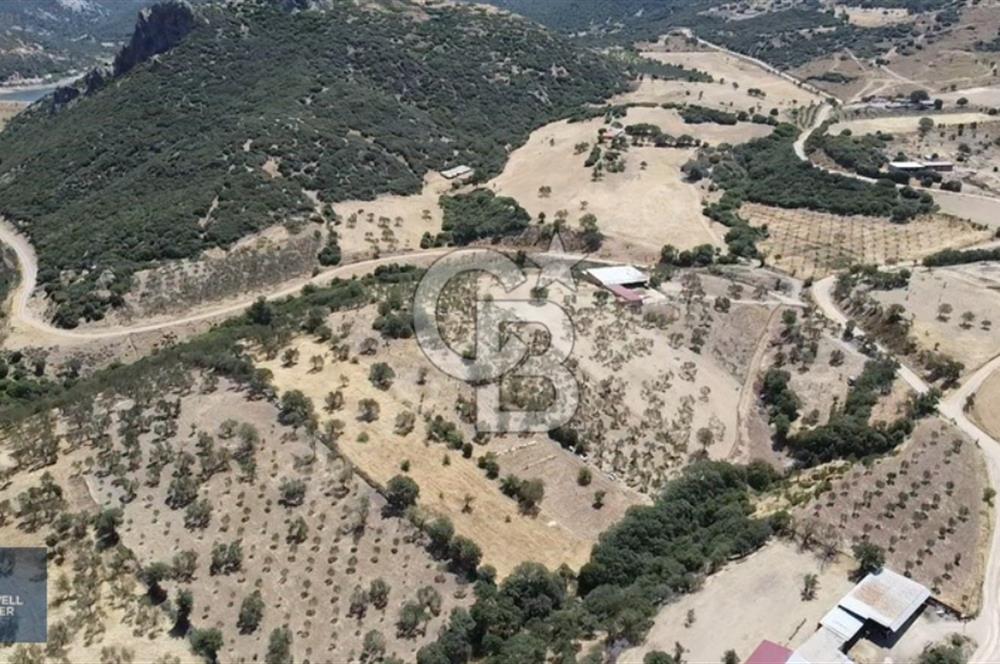 ÇANAKKALE AYVACIK KÖSEDERE KÖYÜ'NDE DENİZ MANZARALI ZEYTİNLİK