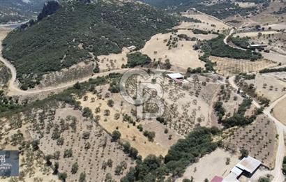 ÇANAKKALE AYVACIK KÖSEDERE KÖYÜ'NDE DENİZ MANZARALI ZEYTİNLİK