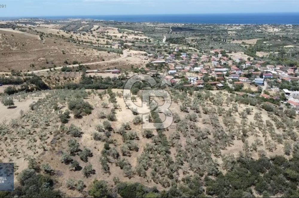 ÇANAKKALE AYVACIK KÖSEDERE KÖYÜ'NDE DENİZ MANZARALI ZEYTİNLİK