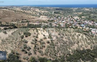 ÇANAKKALE AYVACIK KÖSEDERE KÖYÜ'NDE DENİZ MANZARALI ZEYTİNLİK