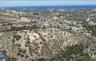 ÇANAKKALE AYVACIK KÖSEDERE KÖYÜ'NDE DENİZ MANZARALI ZEYTİNLİK