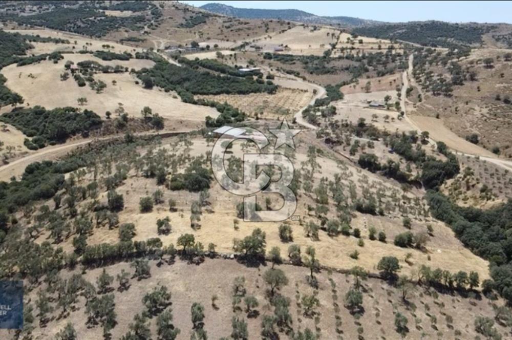 ÇANAKKALE AYVACIK KÖSEDERE KÖYÜ'NDE DENİZ MANZARALI ZEYTİNLİK