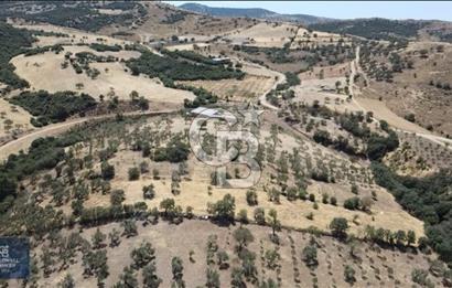 ÇANAKKALE AYVACIK KÖSEDERE KÖYÜ'NDE DENİZ MANZARALI ZEYTİNLİK