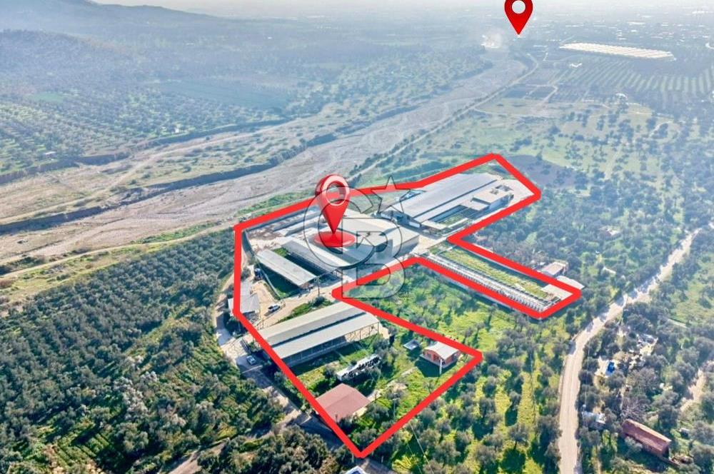 Bayındır Yakapınar'da Satılık Büyükbaş Hayvan Çiftliği