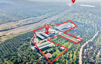 Bayındır Yakapınar'da Satılık Büyükbaş Hayvan Çiftliği