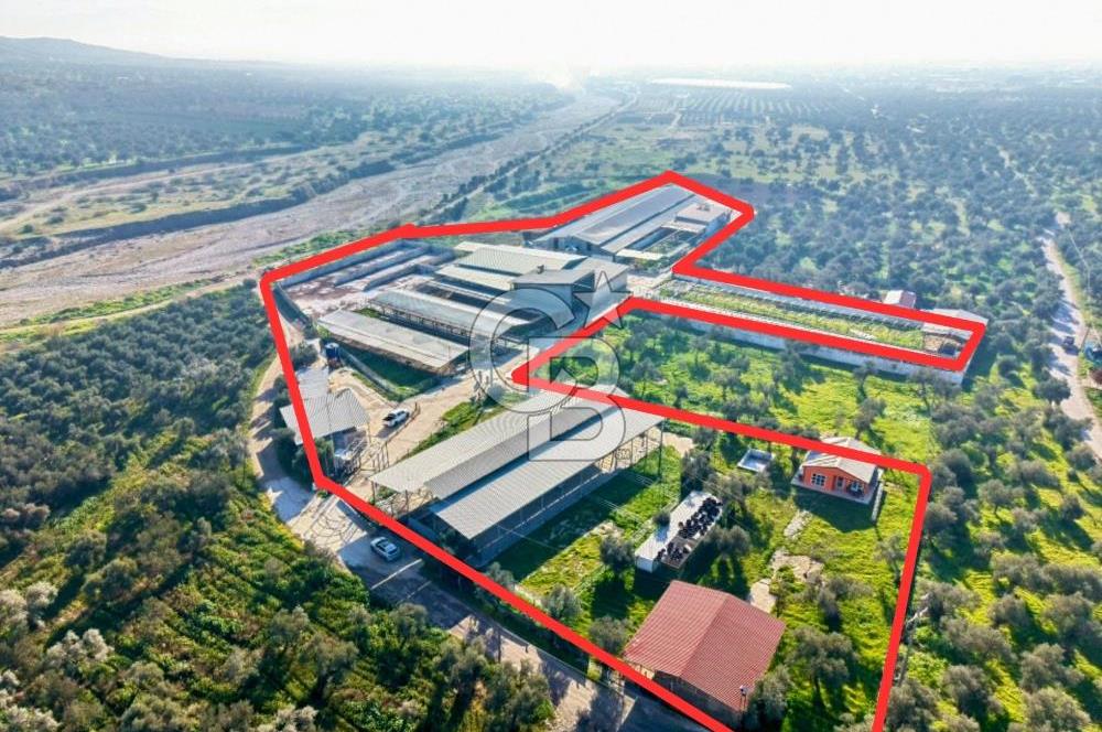 Bayındır Yakapınar'da Satılık Büyükbaş Hayvan Çiftliği