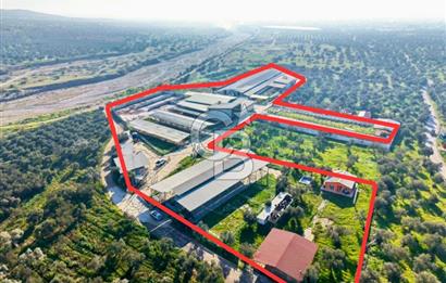 Bayındır Yakapınar'da Satılık Büyükbaş Hayvan Çiftliği