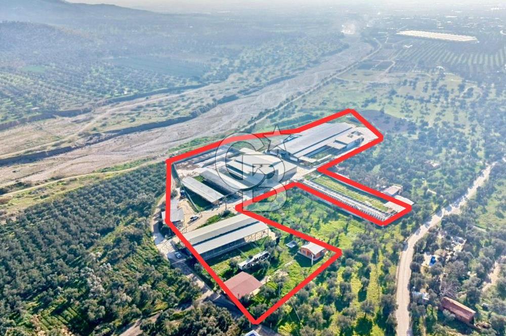 Bayındır Yakapınar'da Satılık Büyükbaş Hayvan Çiftliği