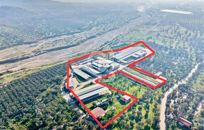 Bayındır Yakapınar'da Satılık Büyükbaş Hayvan Çiftliği