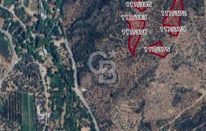 Bayındır Ergenli'de Satılık Verimli Zeytinlik