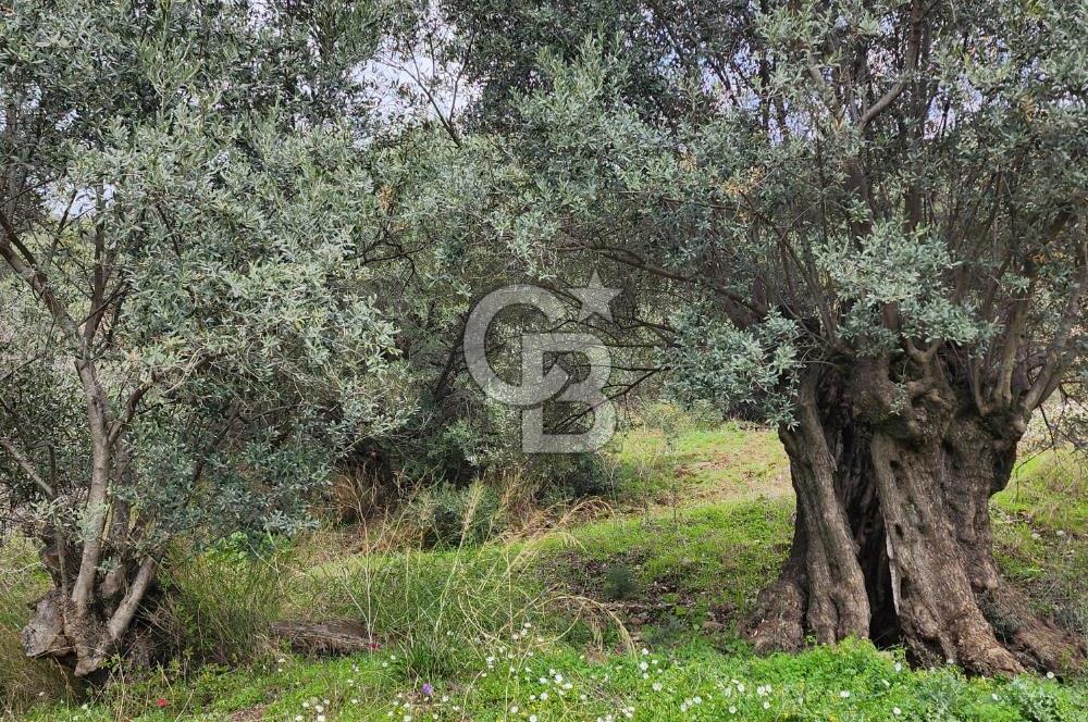 Bayındır Ergenli'de Satılık Verimli Zeytinlik