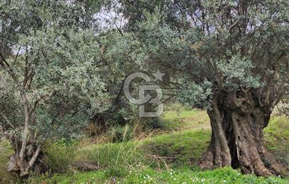 Bayındır Ergenli'de Satılık Verimli Zeytinlik