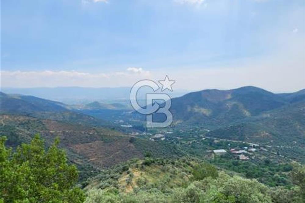 Bayındır Ergenli'de Satılık Verimli Zeytinlik