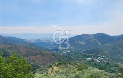 Bayındır Ergenli'de Satılık Verimli Zeytinlik