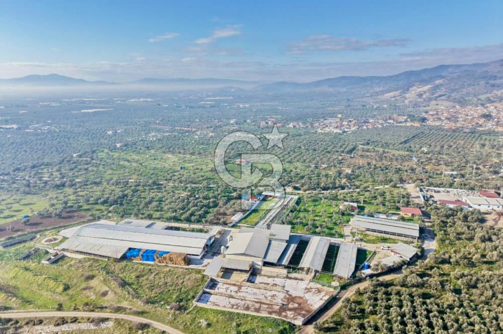 Bayındır Yakapınar'da Satılık Büyükbaş Hayvan Çiftliği