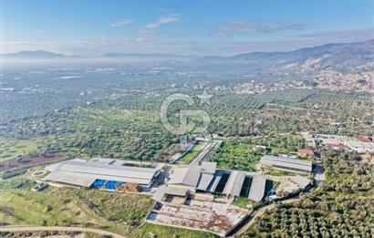 Bayındır Yakapınar'da Satılık Büyükbaş Hayvan Çiftliği