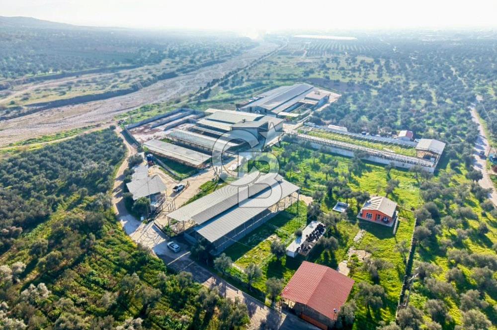 Bayındır Yakapınar'da Satılık Büyükbaş Hayvan Çiftliği