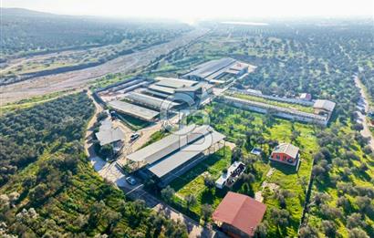 Bayındır Yakapınar'da Satılık Büyükbaş Hayvan Çiftliği