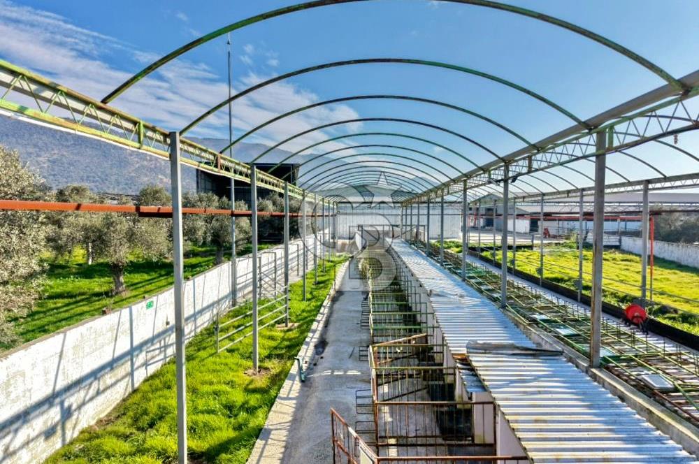 Bayındır Yakapınar'da Satılık Büyükbaş Hayvan Çiftliği