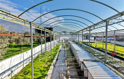 Bayındır Yakapınar'da Satılık Büyükbaş Hayvan Çiftliği