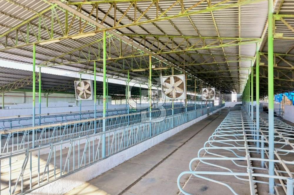 Bayındır Yakapınar'da Satılık Büyükbaş Hayvan Çiftliği