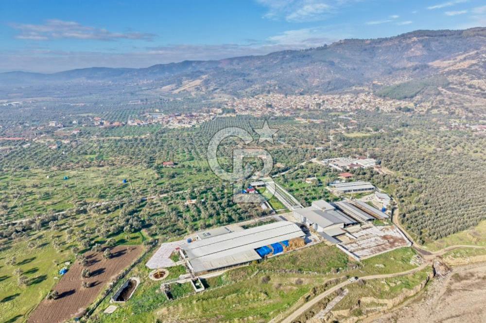 Bayındır Yakapınar'da Satılık Büyükbaş Hayvan Çiftliği