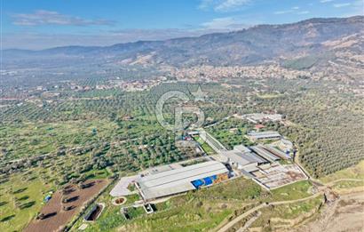 Bayındır Yakapınar'da Satılık Büyükbaş Hayvan Çiftliği