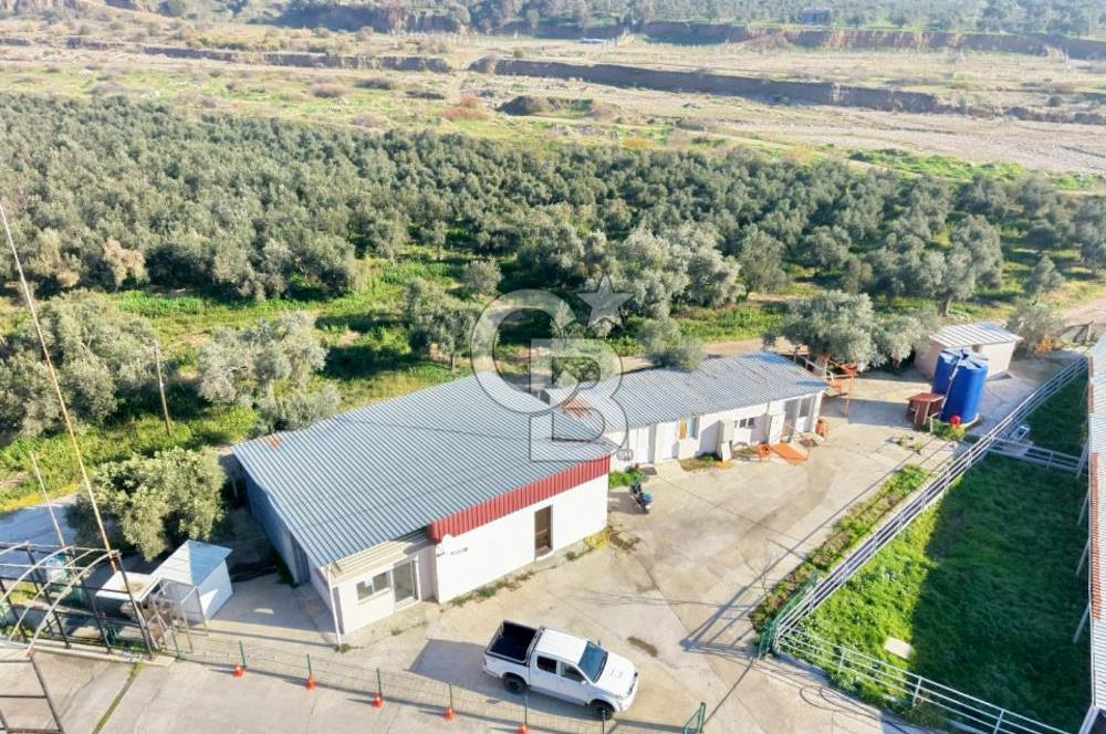 Bayındır Yakapınar'da Satılık Büyükbaş Hayvan Çiftliği