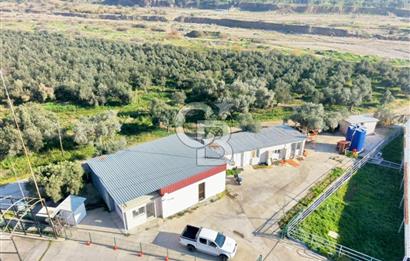 Bayındır Yakapınar'da Satılık Büyükbaş Hayvan Çiftliği