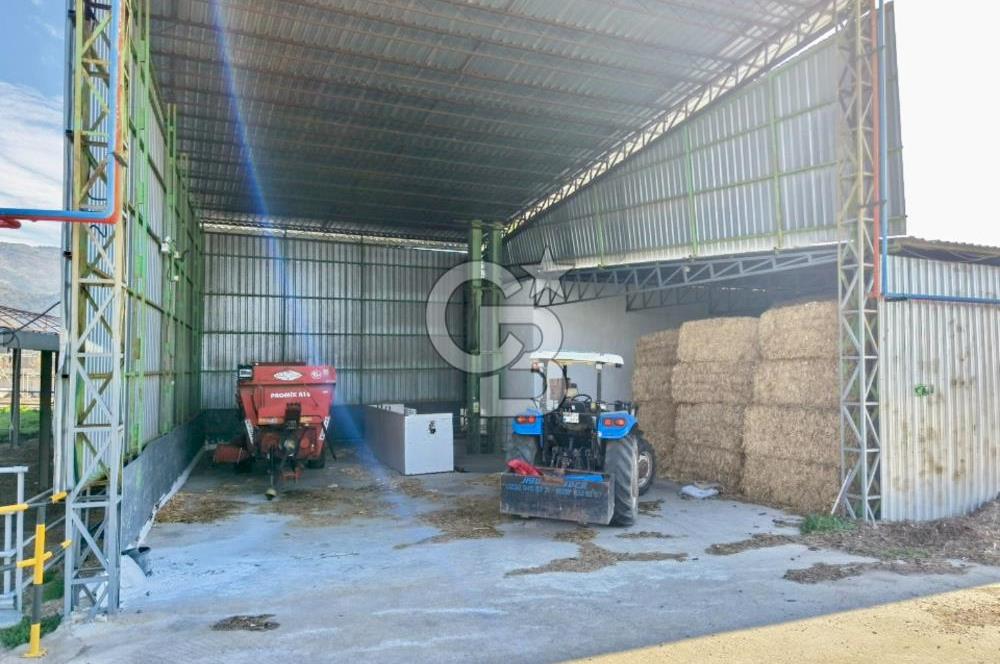 Bayındır Yakapınar'da Satılık Büyükbaş Hayvan Çiftliği