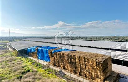 Bayındır Yakapınar'da Satılık Büyükbaş Hayvan Çiftliği