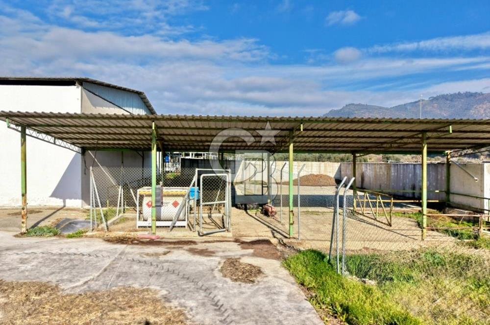 Bayındır Yakapınar'da Satılık Büyükbaş Hayvan Çiftliği