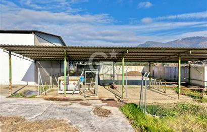 Bayındır Yakapınar'da Satılık Büyükbaş Hayvan Çiftliği