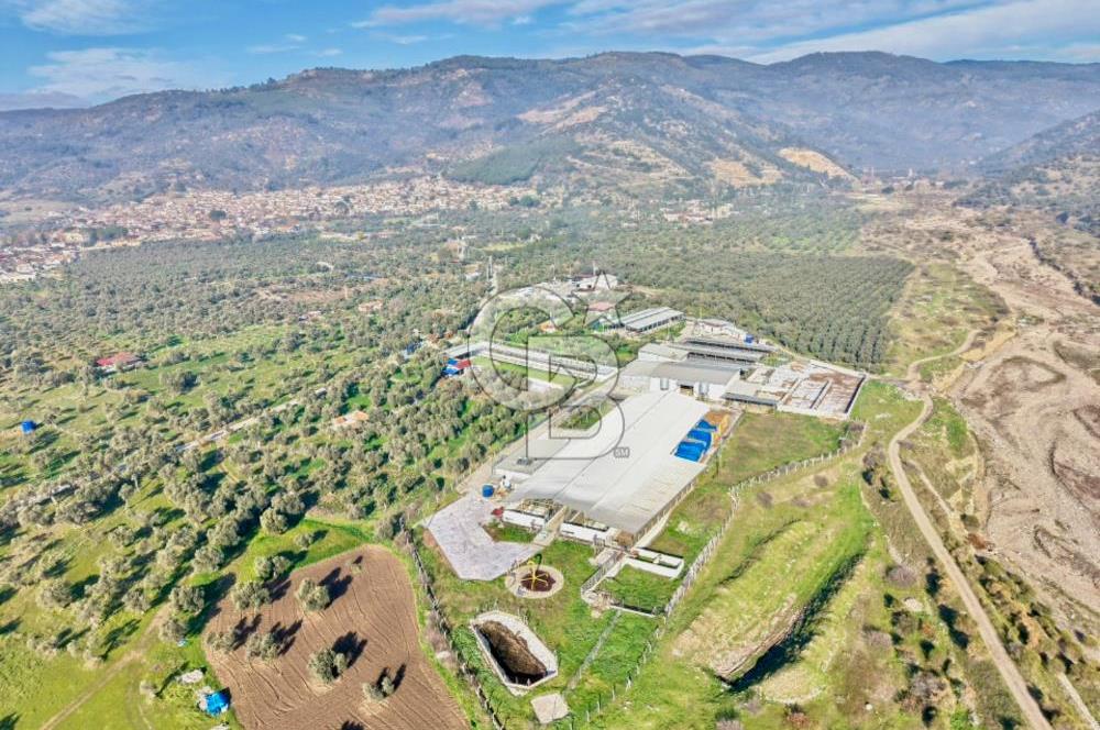 Bayındır Yakapınar'da Satılık Büyükbaş Hayvan Çiftliği