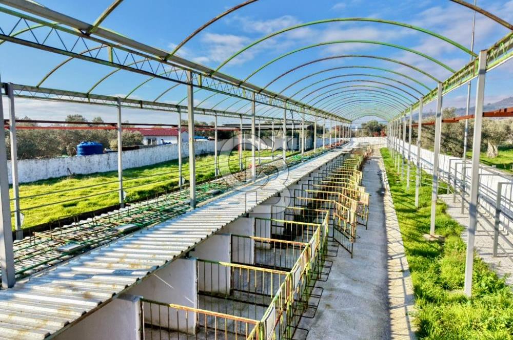 Bayındır Yakapınar'da Satılık Büyükbaş Hayvan Çiftliği