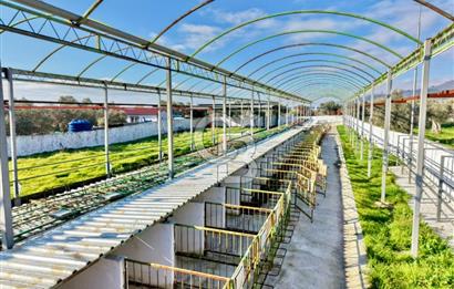 Bayındır Yakapınar'da Satılık Büyükbaş Hayvan Çiftliği