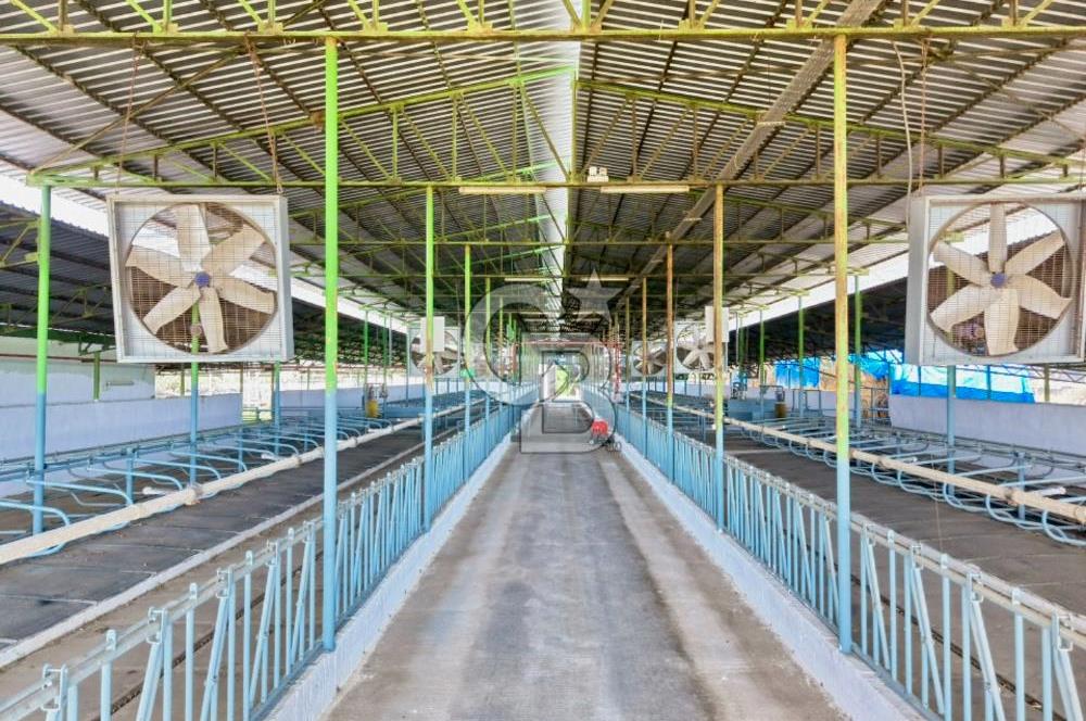 Bayındır Yakapınar'da Satılık Büyükbaş Hayvan Çiftliği