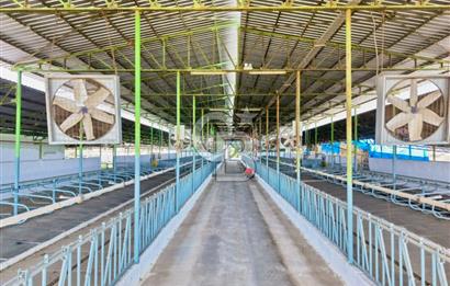 Bayındır Yakapınar'da Satılık Büyükbaş Hayvan Çiftliği