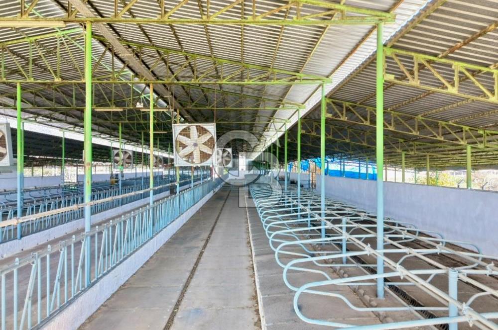 Bayındır Yakapınar'da Satılık Büyükbaş Hayvan Çiftliği