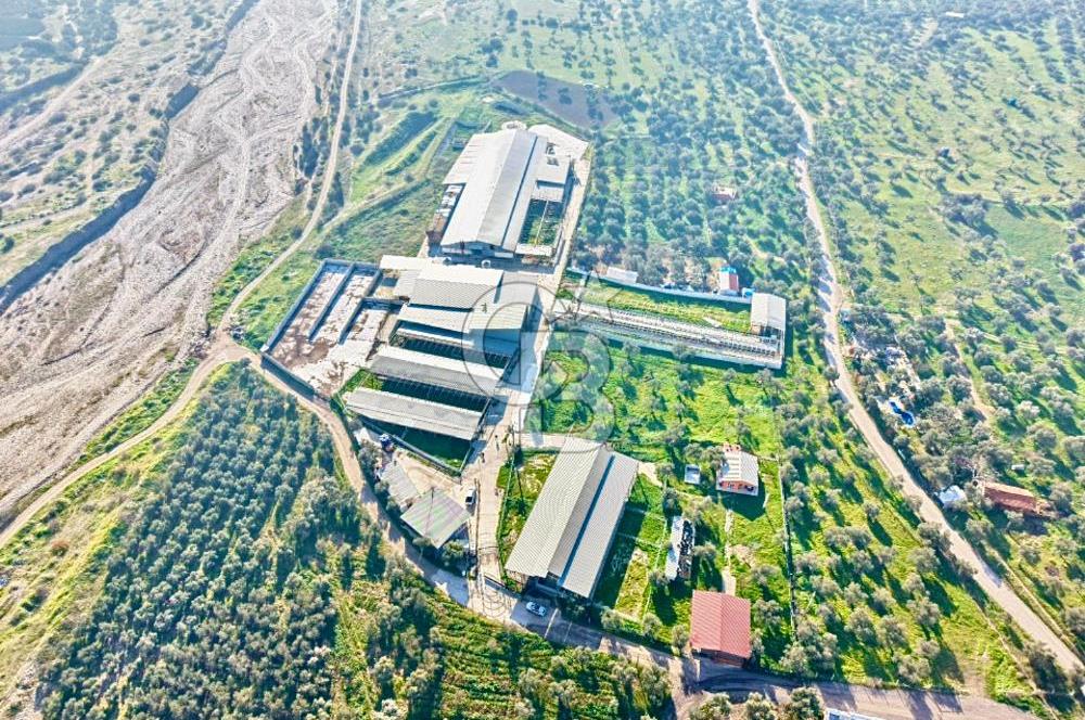 Bayındır Yakapınar'da Satılık Büyükbaş Hayvan Çiftliği